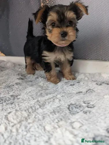 Cãozinho bem cuidado Yorkshire/York