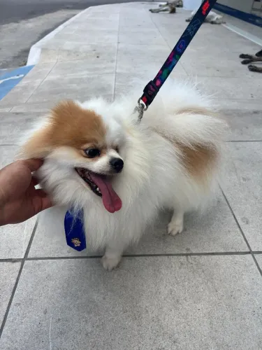 Spitz alemão macho Disponível para cruzar