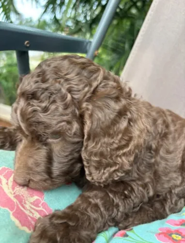  poodle flema pura marrom e olhos azuis 