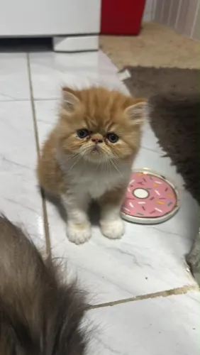 Gatos