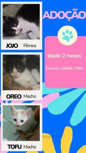 Gatos para adoção 