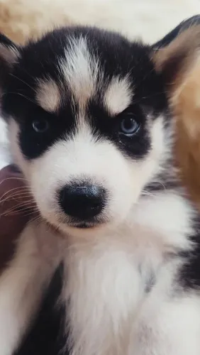 HUSKY SIBERIANO