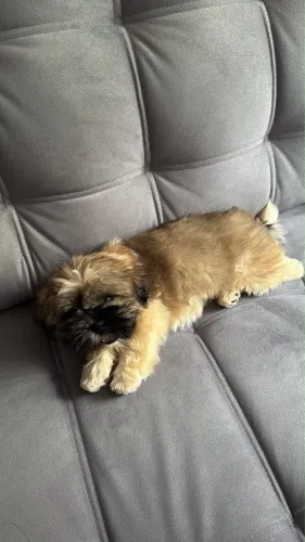 SHIH TZU Macho