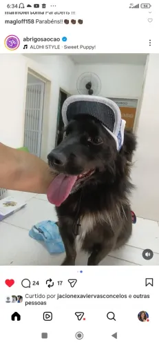 Sou um pequeno cachorrinho que moro no abrigo são cão em marechal