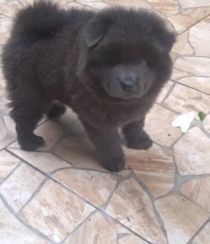 Chow Chow filhote para doação 