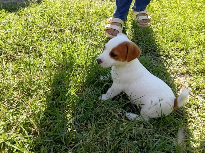 Filhotes jack russel terrier