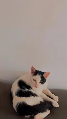 Doação de gato