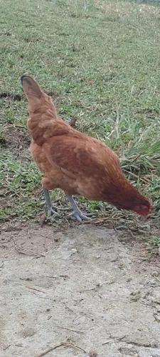 Galinhas poedeiras de ovos verdes 