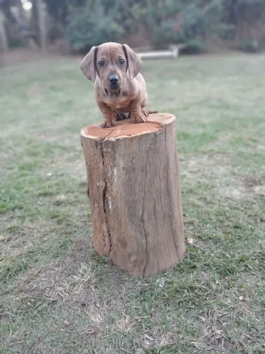 Basset machinho 