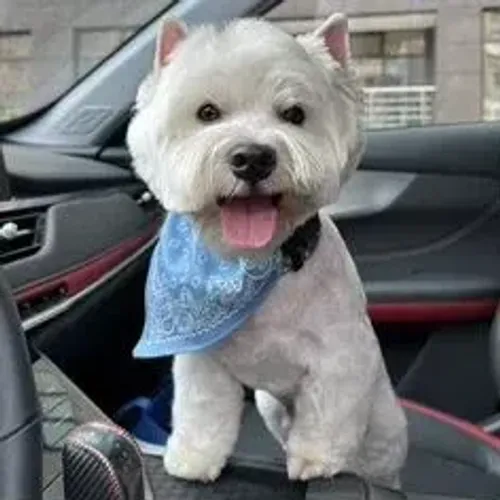 West Terrier Filhote Muito Sociável