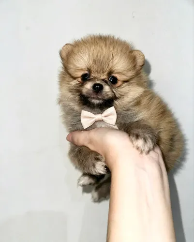 Lulu da Pomerania laranja miudinho
