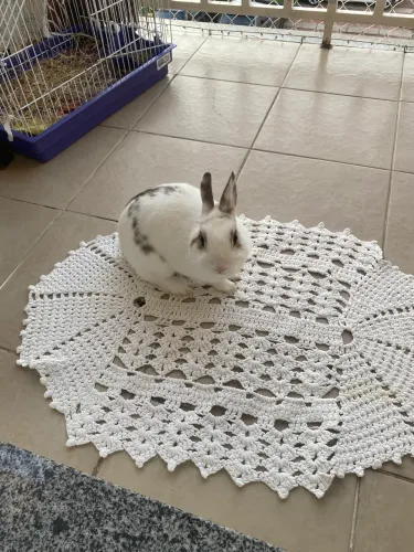 Vendo coelho mini de 1 ano macho 