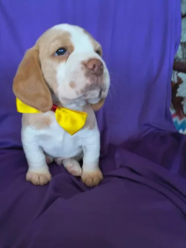 Vendo macho bicolor 
