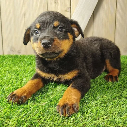 Rottweiler/O olhar de um protetor e o carinho de um companheiro fiel