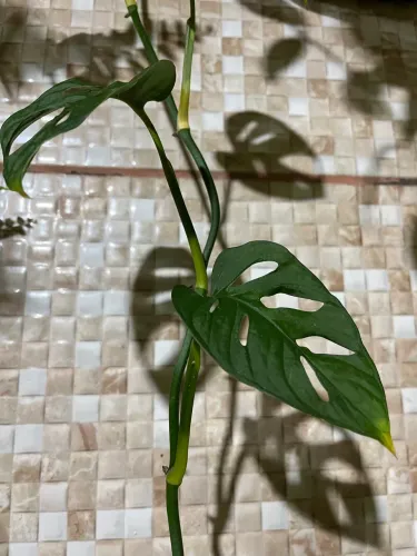 Planta Mini Costela de Adão Muda