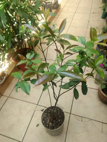Vendo Muda de Grumixama Preta com 1 mt - Guarulhos 