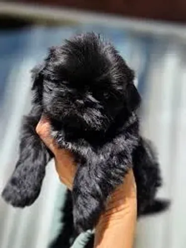 Super lindinha. Shih tzu fêmea 45 dias