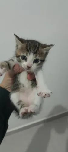 Doação de Gatos