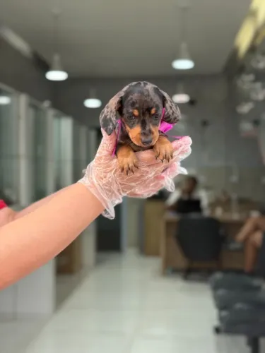 Teckel raro com linhagem superior e entrega imediata