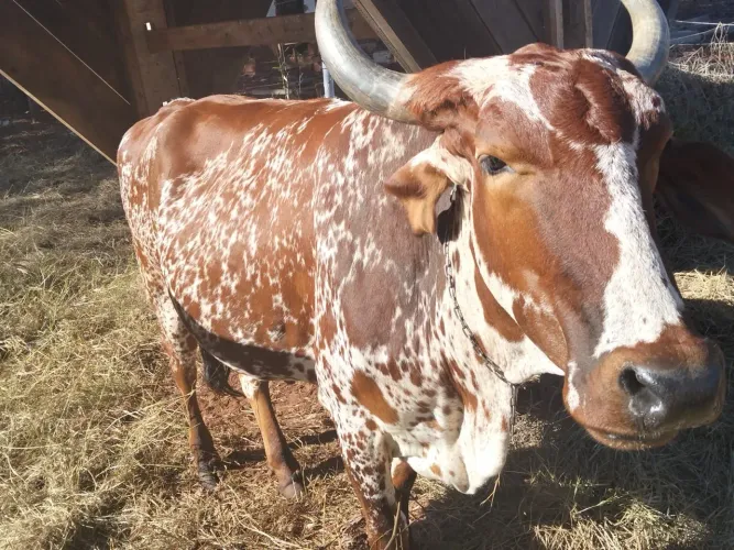 Vende Se Vaca GIR