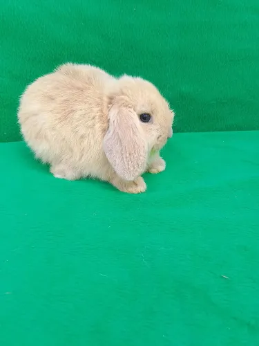 Coelho Mini Lop linhagem Uruguaia 