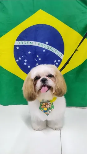 shih tzu cobertura