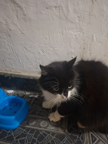 Adoção de gato