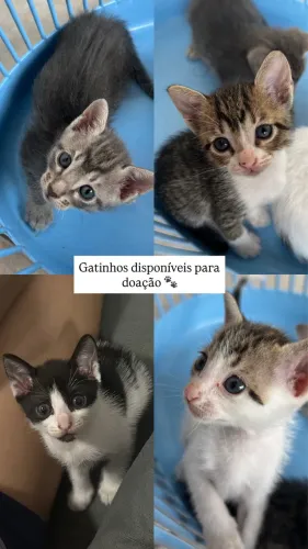 Gatinhos para doação