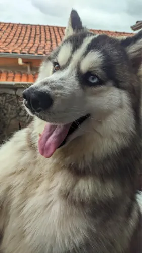 Husky siberiano