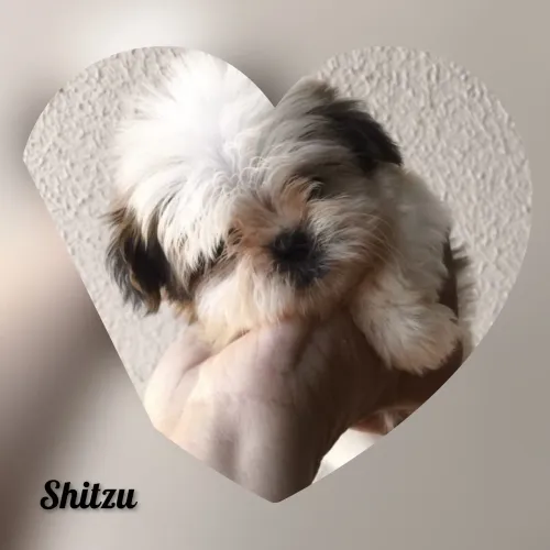 Vende-se filhote Shitzu macho