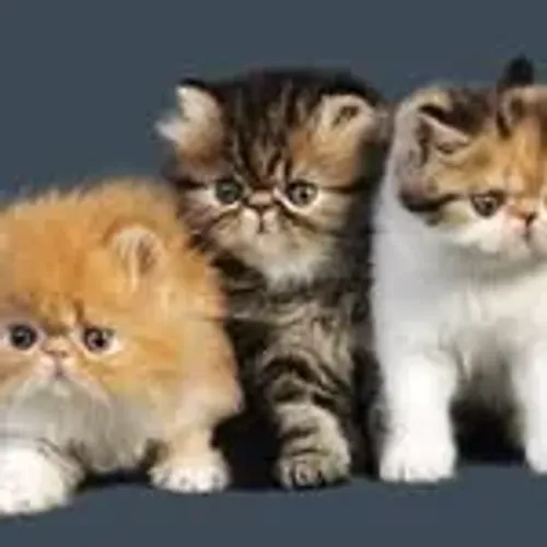 Gato Exotic Shorthair