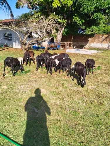 Lote de Ovelhas Santa Inês