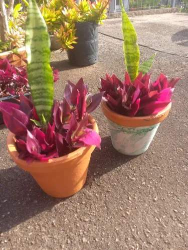 Vaso com plantas