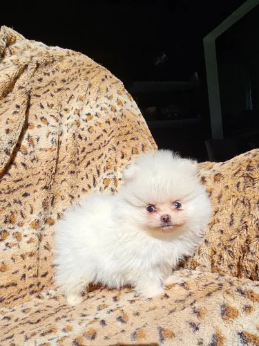 Lulu da Pomerânia macho branco ursinho.  Alto padrão genético 