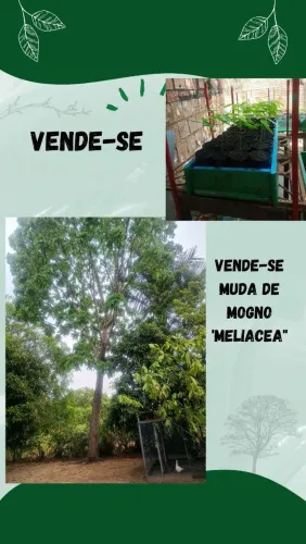 Vende-se Muda de Planta Mogno Meliácea
