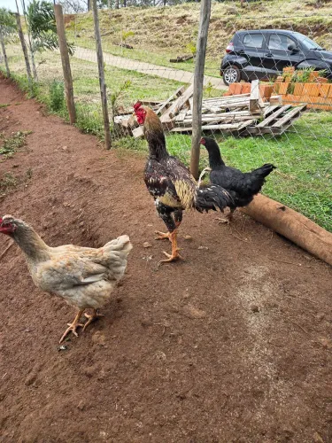 Galo indio