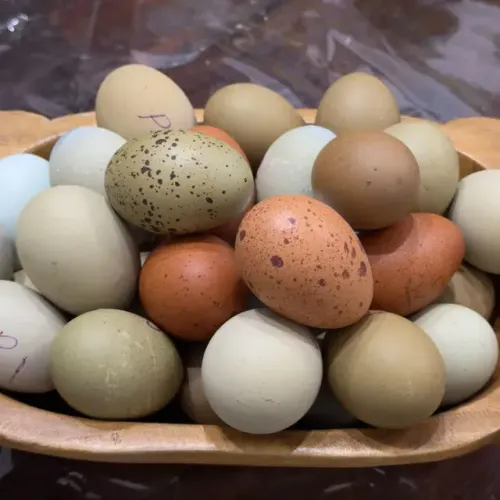 18 Ovos Férteis Ameraucana Azul + Marans Galados
