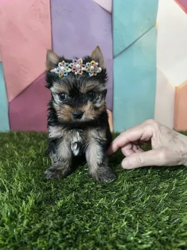 Yorkshire Fêmea Uma Princesinha