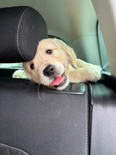 Golden Retriever