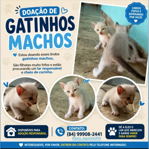 Gatinhos siameses pra doação 