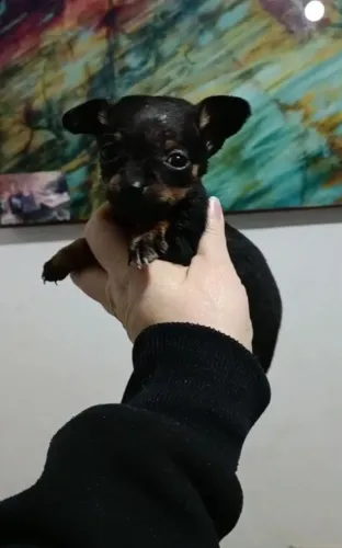 Bebês 