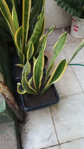 Espada de são jorge jarro com 3 mudas