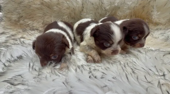 Chihuahua Micro