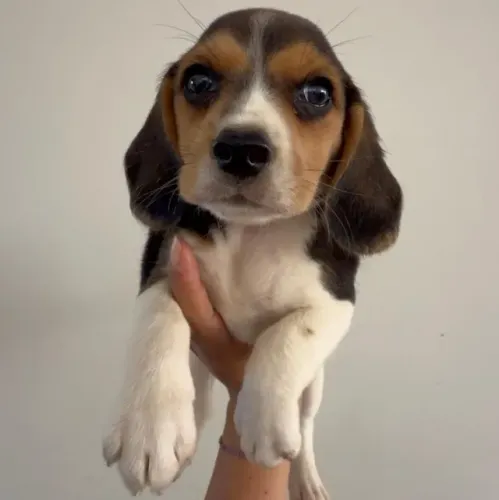 Beagle encantador e brincalhao