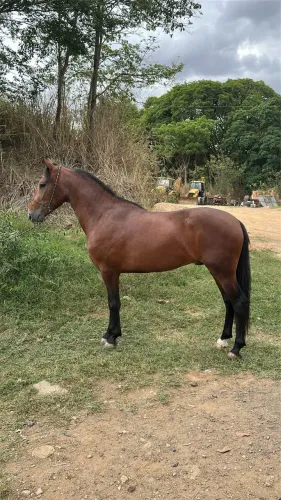 Cavalo inteiro para pista