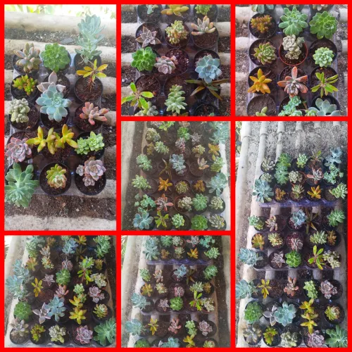 suculentas 