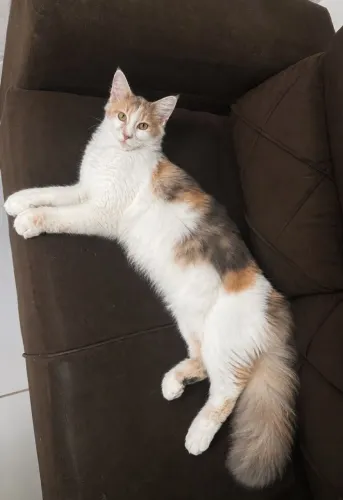 Gata MAINE Coon