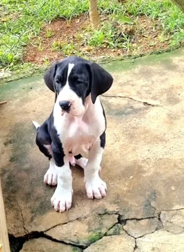Dogue Alemão- Filhotes c/ Registro CBKC