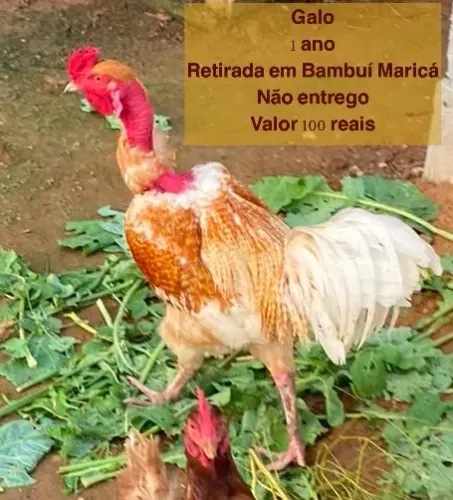 Frango