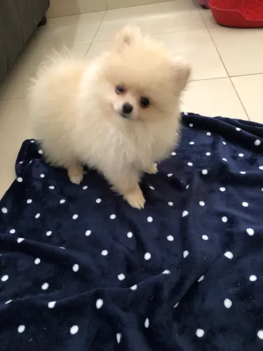 Lulu da Pomerania